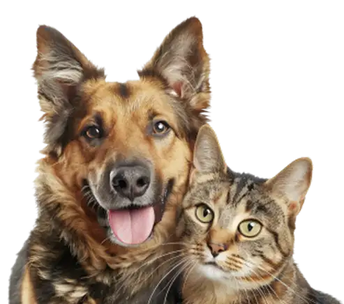 Hoả táng chó mèo PETS PARADISE<br />
[Tận tâm - Uy tín - Chuyên nghiệp]